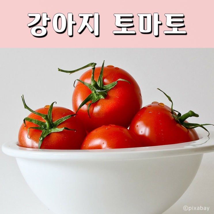 개 강아지 토마토, 방울토마토 먹어도 되나요? / 알레르기, 주의사항