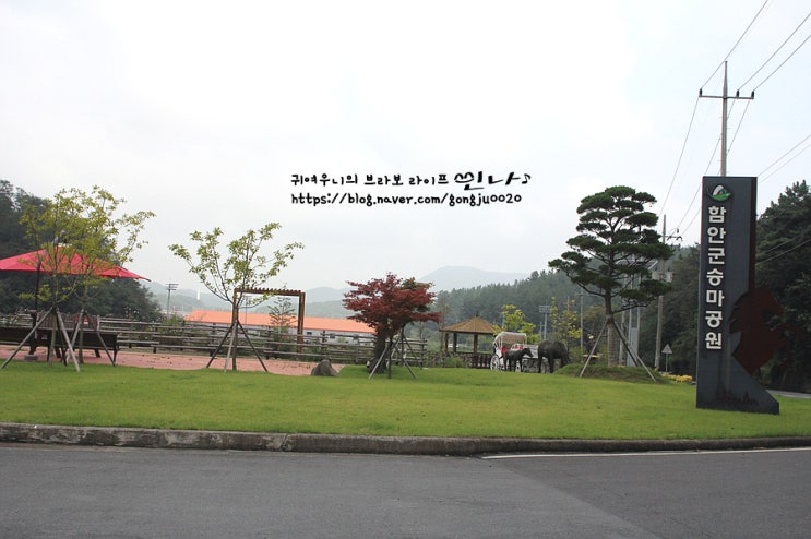  함안 가볼만한곳  승마공원에서 말도 타고 말이산 고분군도 보고^^