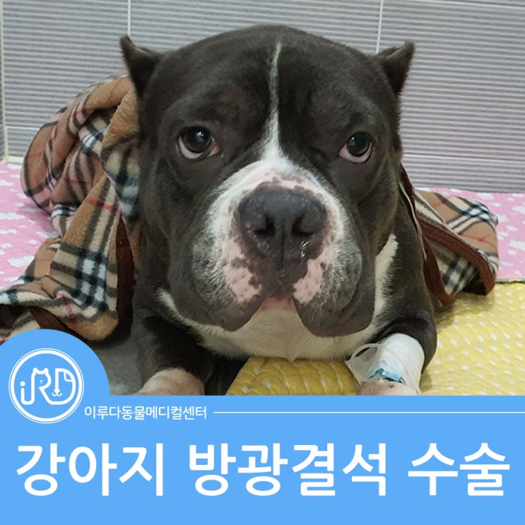 남양읍 대형견 전문 동물병원 : 강아지 방광결석 수술