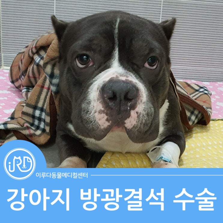  남양읍 대형견 전문 동물병원 : 강아지 방광결석 수술
