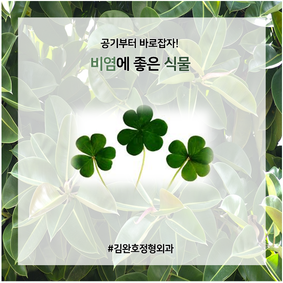  비염에 좋은 식물, 공기부터 바로잡자!