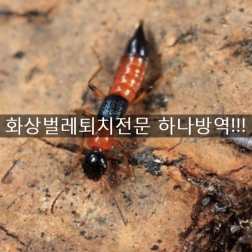  화상벌레 조심!부산/양산/김해/창원/울산 화상개미/화상벌레 퇴치전문 하나방역!