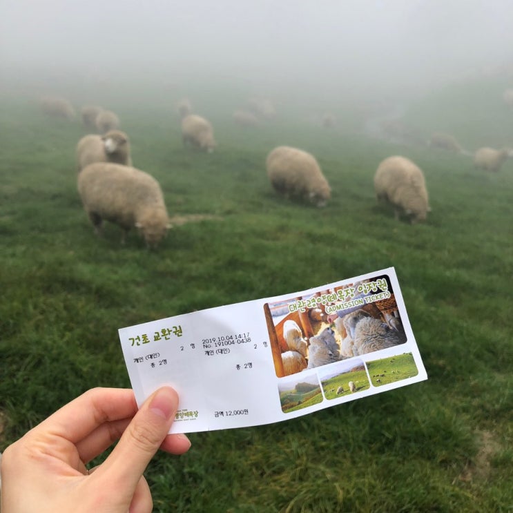  [신혼일기] 강릉여행 / 여주휴게소 / 대관령 양떼목장 / 강릉 중앙시장 / 엄지네포장마차 본점 / 안인횟집 / 정동진 썬크루즈호텔