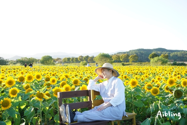  100만송이 해바라기가 대박이었던 장성 황룡강 노란꽃잔치 2019