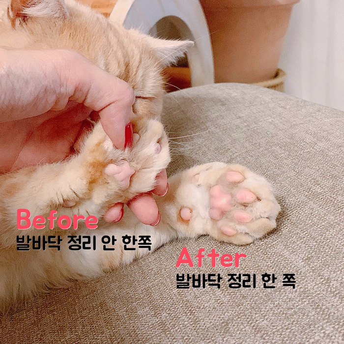 에어바리깡 김코코공구 고양이미용 강아지미용