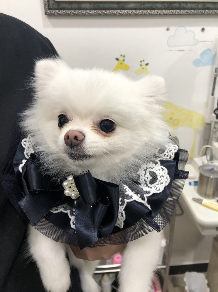 포메라니안 슬개골탈구 증상 없다고 괜찮은걸까?! 포메라니안 슬개골탈구 증상 없다고 괜찮은걸까?!