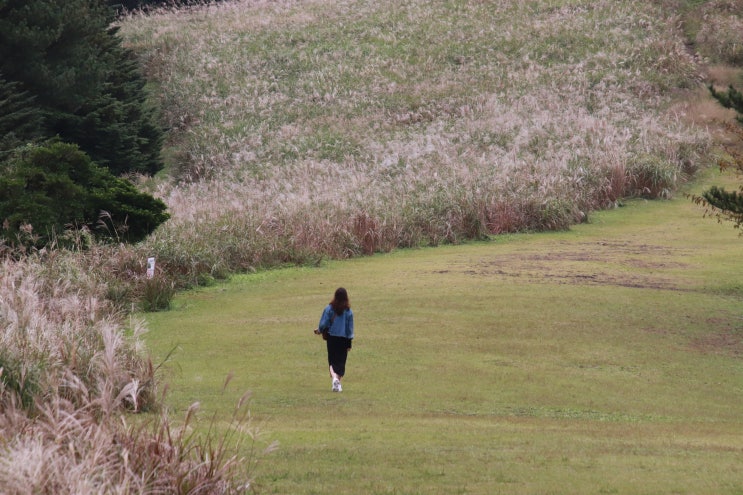  제주도 산굼부리 활짝 핀 억새 구경 가요
