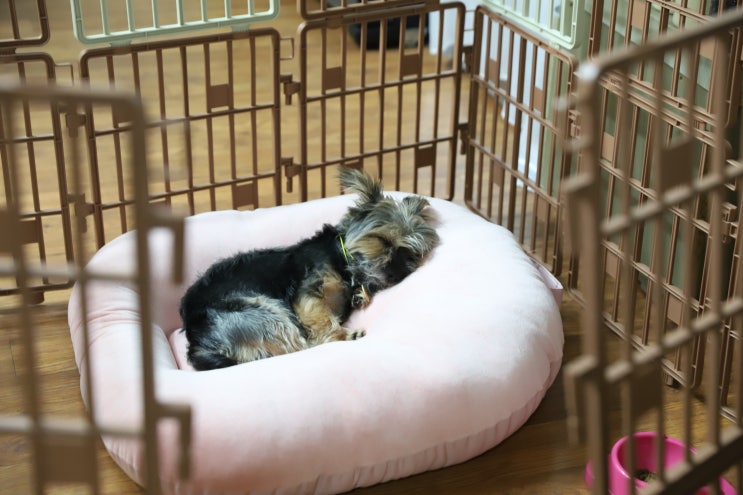  강아지마약방석 12각도로 꿀잠 잘수 밖에 없는 디자인!