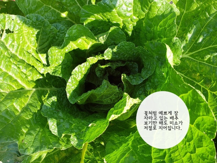  김장배추 보고 무김치도 담았어요