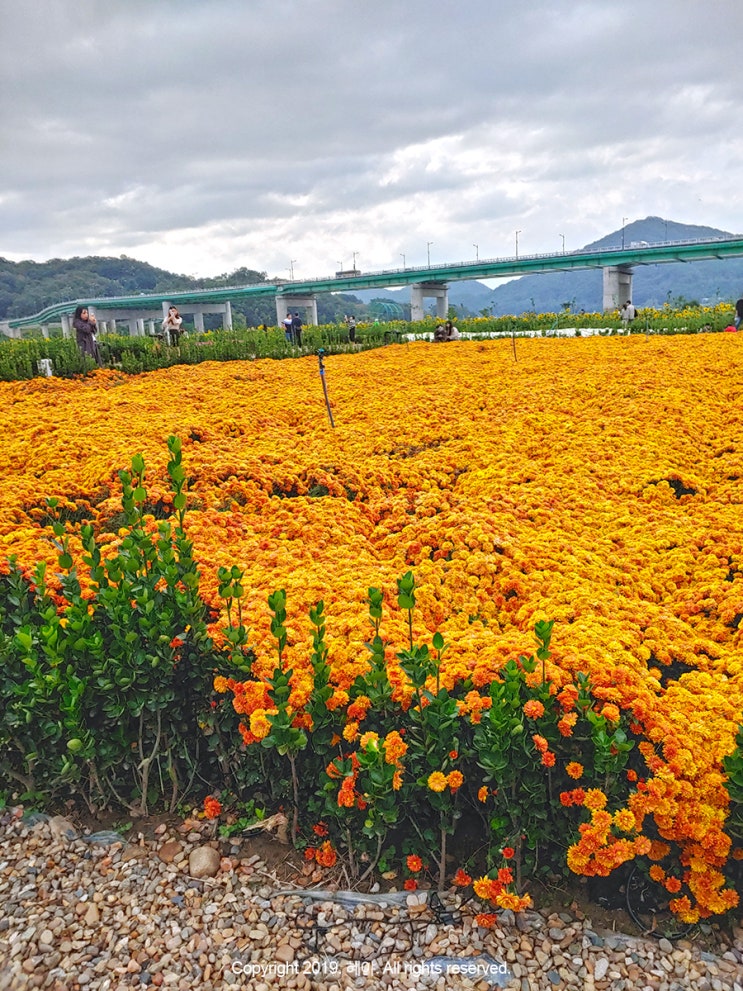  [공주 백제문화제] 축제 / 미르섬 / 공주카페 공다방
