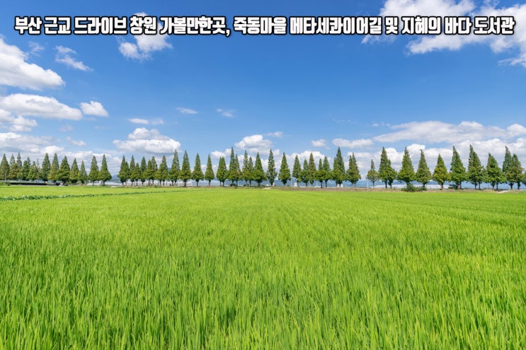  부산 근교 드라이브 창원 가볼만한곳, 죽동마을 메타세콰이어길 지혜의 바다 도서관