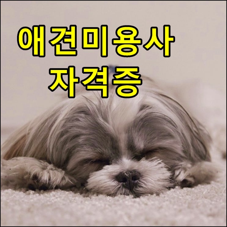  강아지미용사 자격증 기술과 실무까지 확실하게
