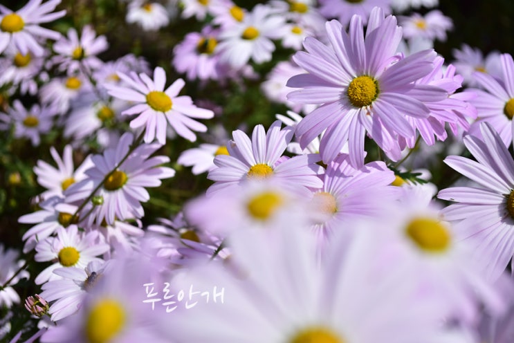  화천 가볼만한곳 구절초 만발한 동구래마을 가을 산책 (서울근교 강원도 드라이브코스)~