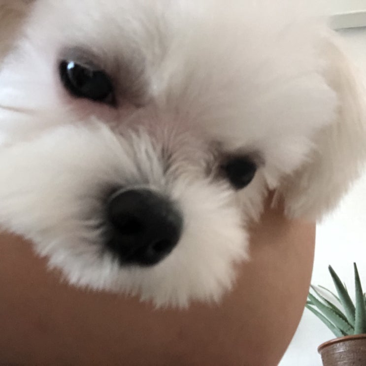  7개월 말티즈 뚜비의 중성화수술.. 주인 후기