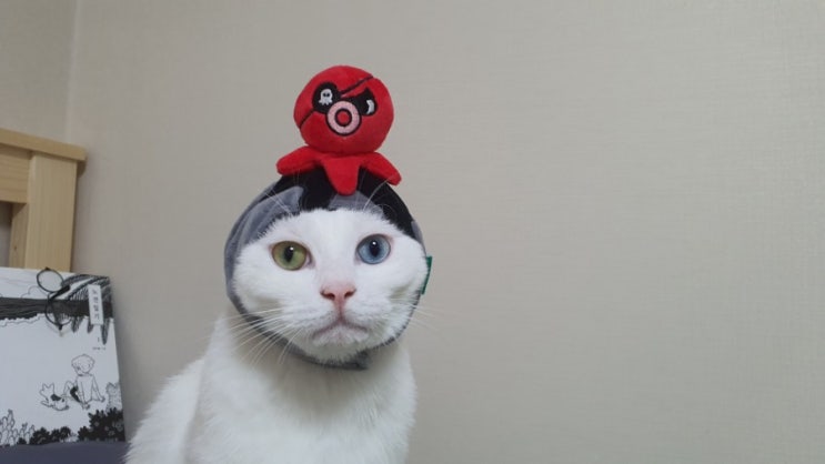 고양이 장난감 정기 배송 :: 아카박스 로 고양이와 놀기