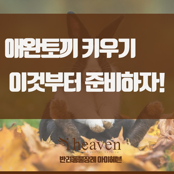  애완토끼 키우기 이것부터 준비하자!
