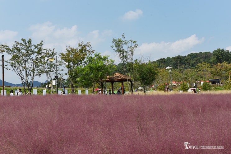 함안 핑크뮬리 가득한 악양생태공원 생태체험여행