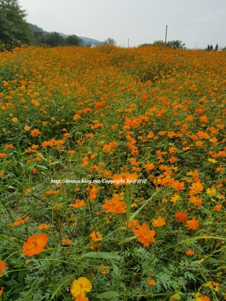 파주 가볼만한 곳 세번째 율곡습지공원