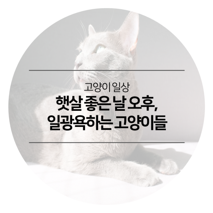  고양이 일상 - 햇살 좋은 날 오후, 일광욕하는 고양이들