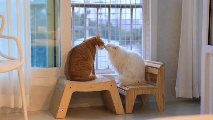  다묘가정 고양이  일상: 서로의 체온이 필요한 계절, 조금은 가까워지길!