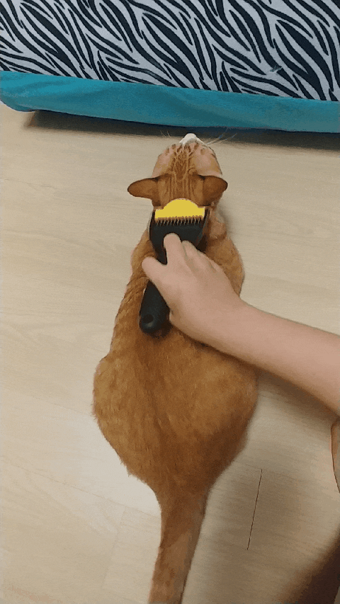  찌눙이 근황/ 새 장난감 / 빗질/ 누나 머리채 잡는 찌눙이