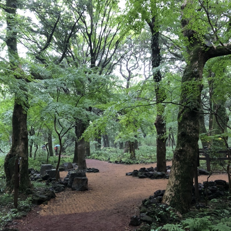  제주 1일