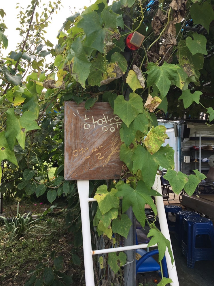  경기도 이천 하영농원 고구마 캐기 체험 고구마 조청, 고구마 말랭이 구입