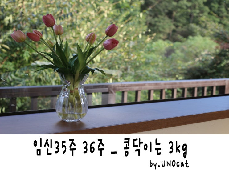  [임신일지]임신35주 임신36주 증상 태동 통증 태아크기 산모교실천안 임산부추석 D라인파티