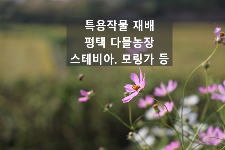 천연감미료 스테비아, 모링가 나무 등 특용작물을 재배하는 평택 강소농 다믈농장