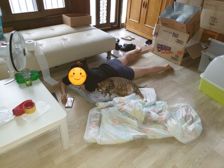  무난하게 보낸 9월초 돼지고양이들 이야기