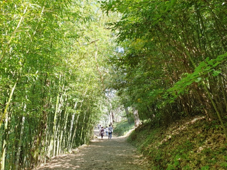  기장 아홉산 숲 기대가 크면 실망도 크다.