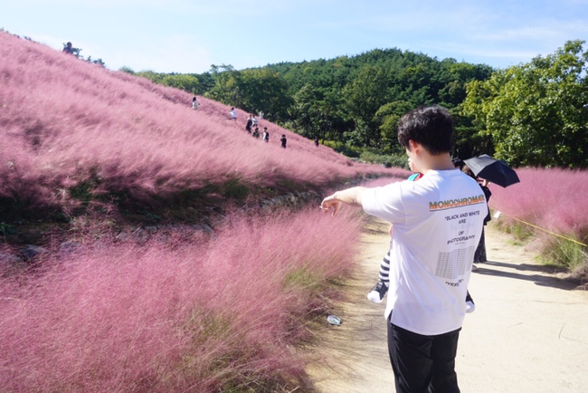  칠곡 가산수피아 대구 근교 핑크뮬리 지금이 절정 !