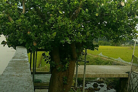 (주)시냇가에심은나무 이미지