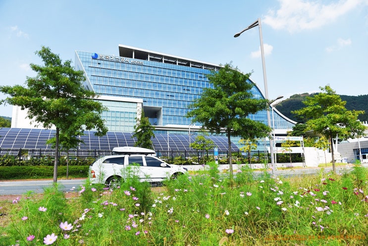  동네산책 우리동네 나들이 대구혁신도시 한국가스공사앞 코스모스단지(10/4)