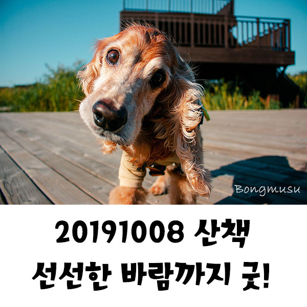 20191008 산책, 언제가도 좋은 시흥갯골공원에서의 산책