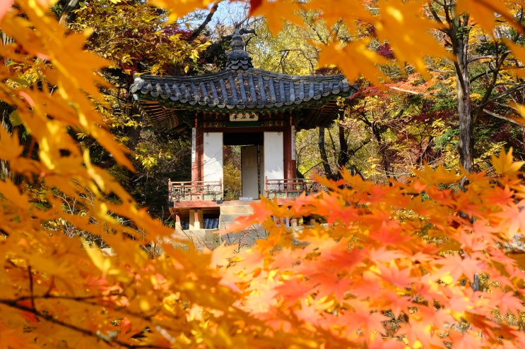  창덕궁 후원, 절정의 2019 서울 단풍시기 & 단풍명소