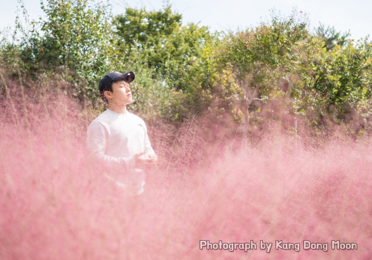 대전 한밭수목원 핑크뮬리 명소 사진 잘 찍는법 알려드려요