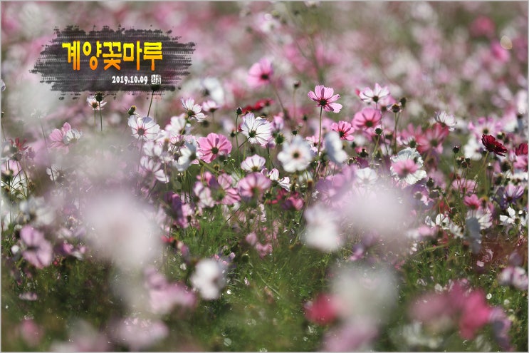 【 계양꽃마루 】, 코스모스 가득한 그곳에 댑싸리와 핑크뮬리까지...아름다운 정원(2019년 10월 14일에 폐장합니다!! 그 전에 꼭 만나보세요)
