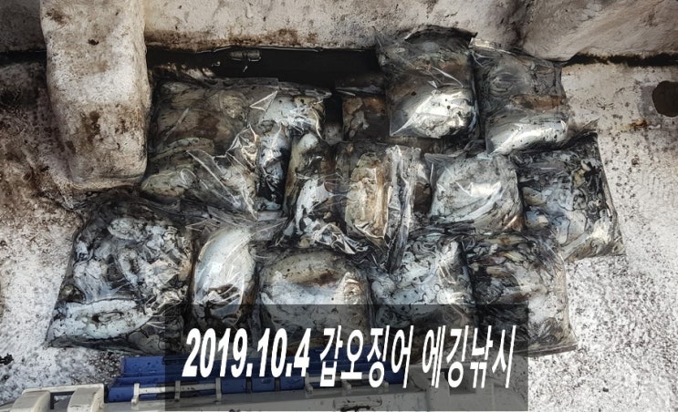  2019.10.4 충남 대야도항 갑오징어낚시 (청남호) (#.50)