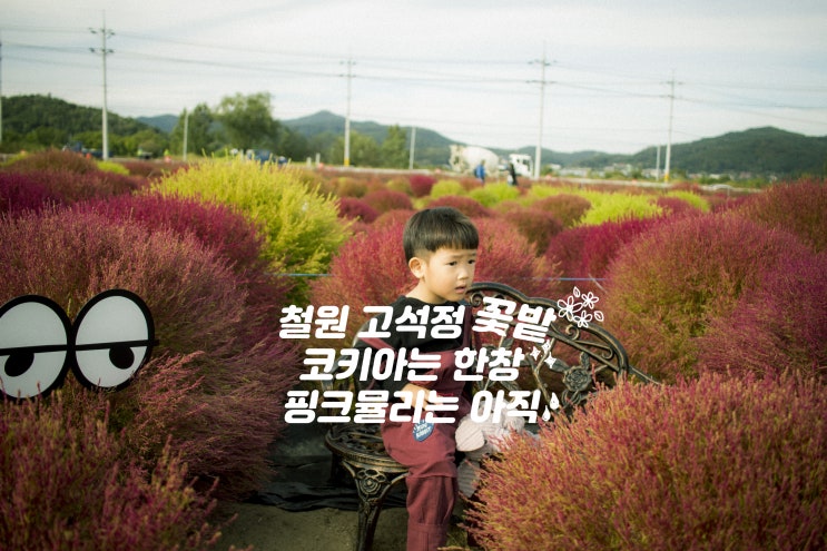 철원 고석정 코스모스십리길 핑크뮬리 근황