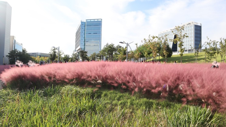 대구 핑크뮬리, 신서중앙공원,혁신도시에서 보고 왔어요!