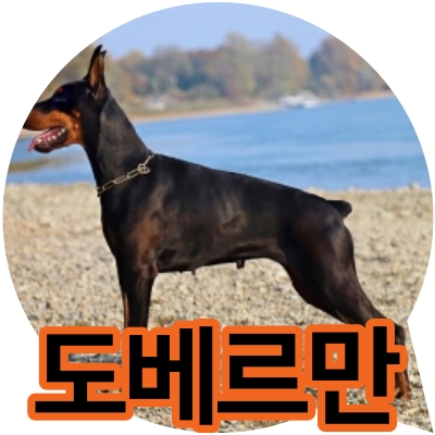 도베르만 귀의 진실. 입양 전 필독서