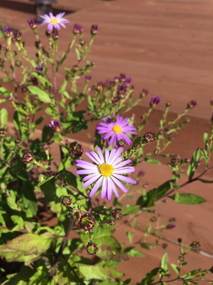  오늘의정원 1009