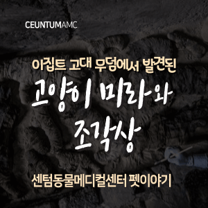 [동물뉴스]이집트 고대 무덤에서 발견된 고양이 미라와 조각상(부산분과전문동물병원, 365일연중무휴)