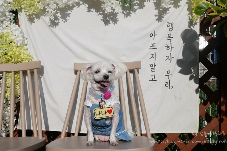  애견운동장 멍프리 다녀온 날