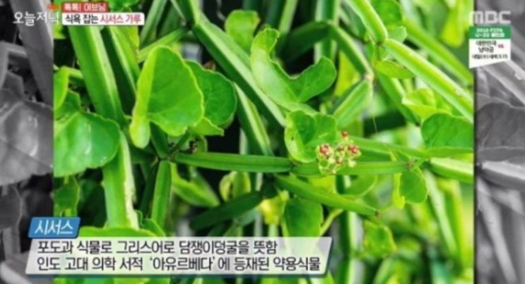  시서스 효능, 부작용, 복용법 종합정리 해 드려요.