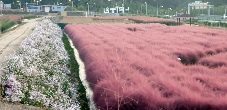  나리공원 핑크뮬리