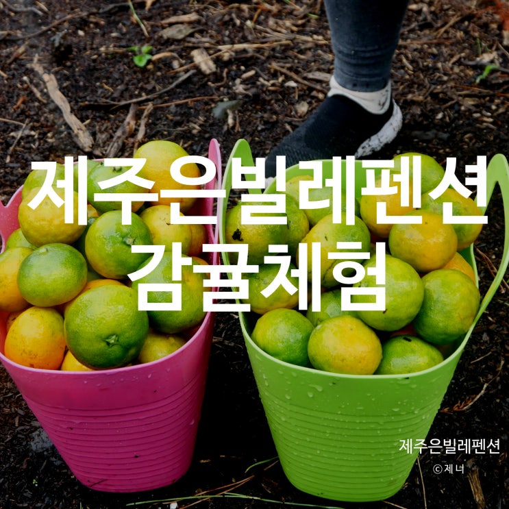  제주은빌레펜션 제주 서귀포감귤체험