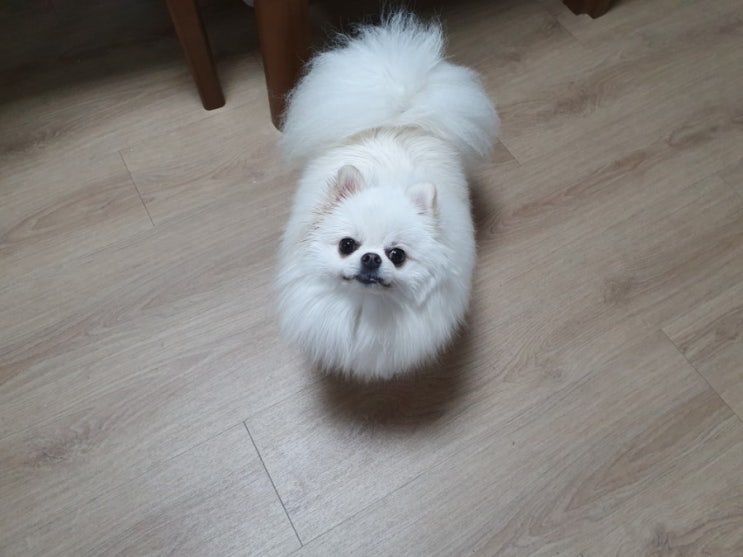  2019.10.07(월) 루이네 일산 할머니 댁 만두 빚고 왔어요!