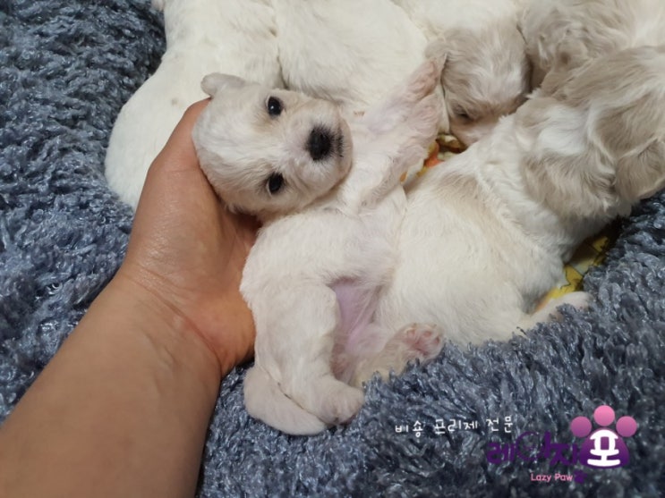  혈통최강 미니 비숑프리제 _ 코나 베이비들 52일차